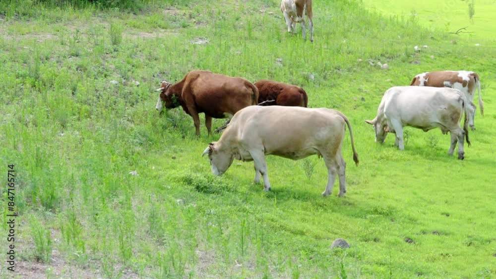 Cattle grazing on outdoor grasslands in Northeast China Cattle grazing on outdoor grasslands in Northeast China