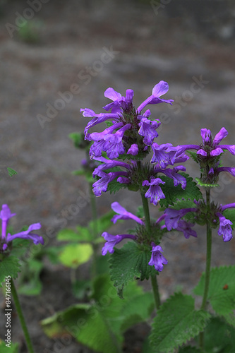 A spectacular garden plant. Stachys macrantha photo