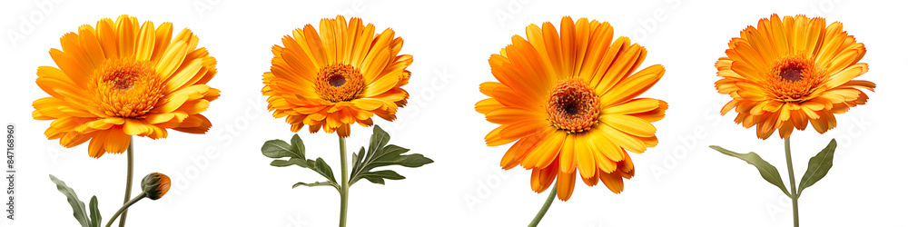 Collection set of Calendula flowers isolated on transparent background Collection set of Calendula flowers isolated on transparent background