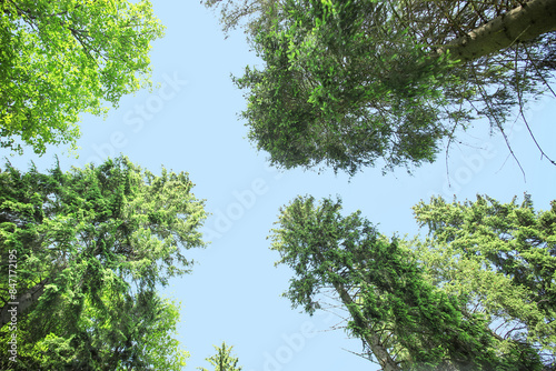 Green trees in forest, bott...