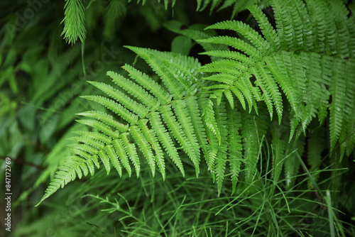 Green fern leaves in forest...
