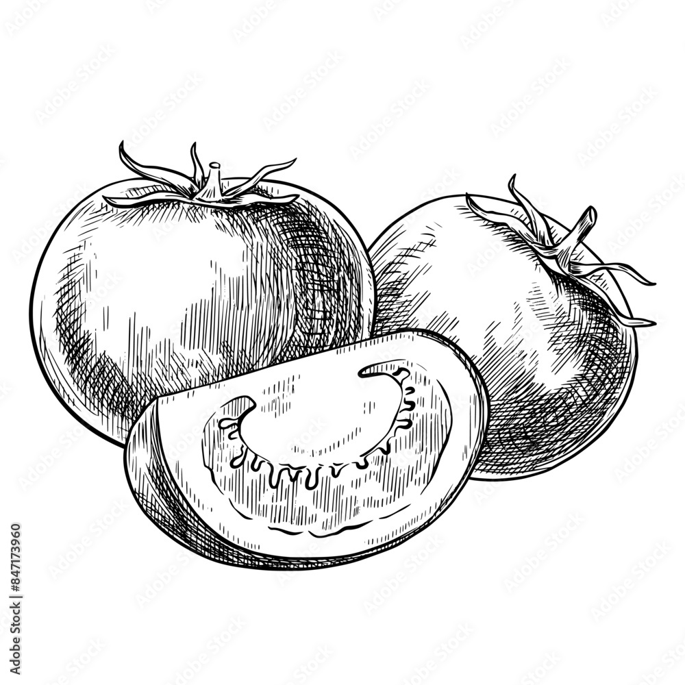Tomato vegetables composition hand drawn vintage vector sketch drawing
