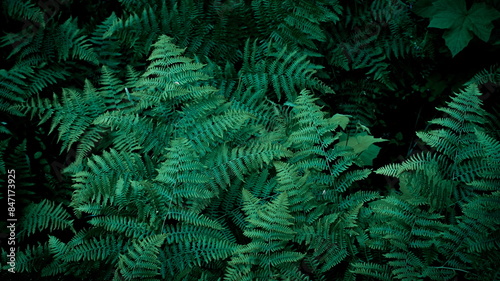 fern tree background, shrub tree background, fern plant In the forest, forest background, tree background, dark color, dark green tone.