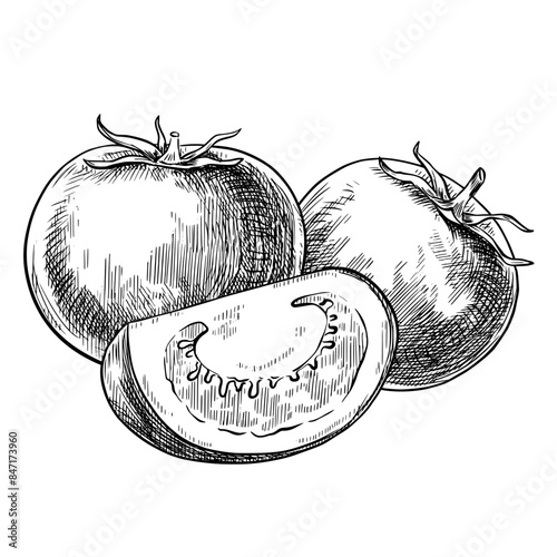 Obraz na płótnie Tomato vegetables composition hand drawn vintage vector sketch drawing w salonie