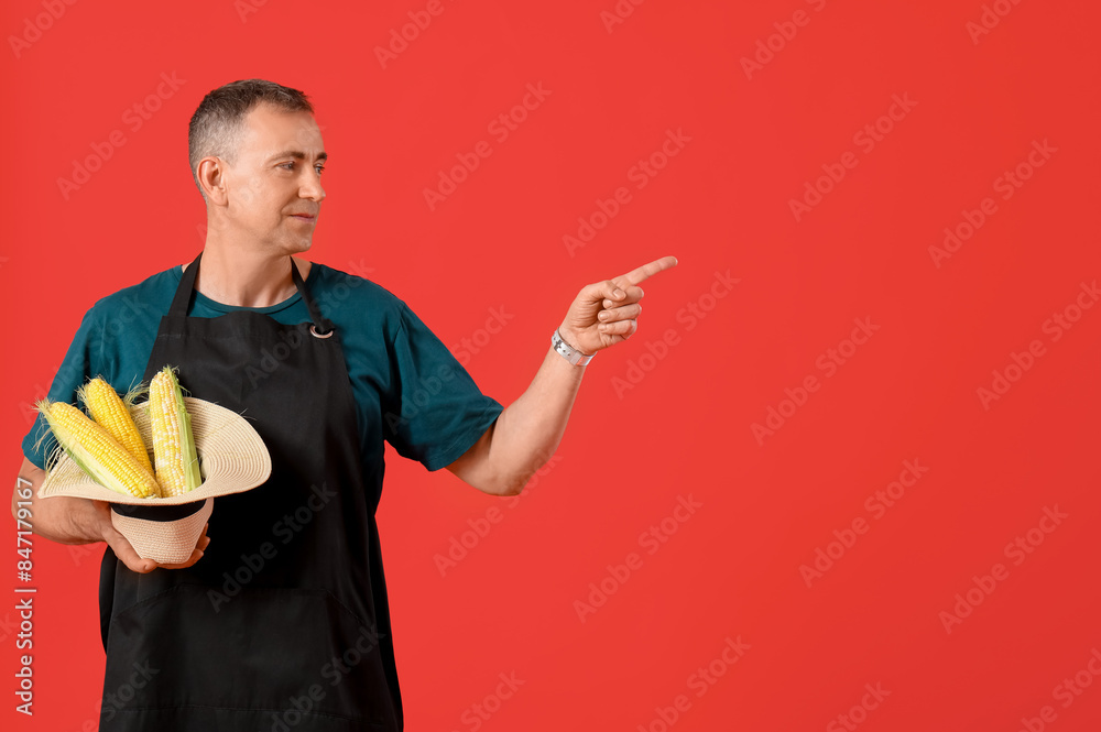 Mature male farmer with wicker hat and ripe corn cobs pointing at something on red background Mature male farmer with wicker hat and ripe corn cobs pointing at something on red background