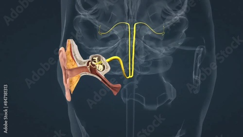 Structure of inner ear, membranous labyrinth photo