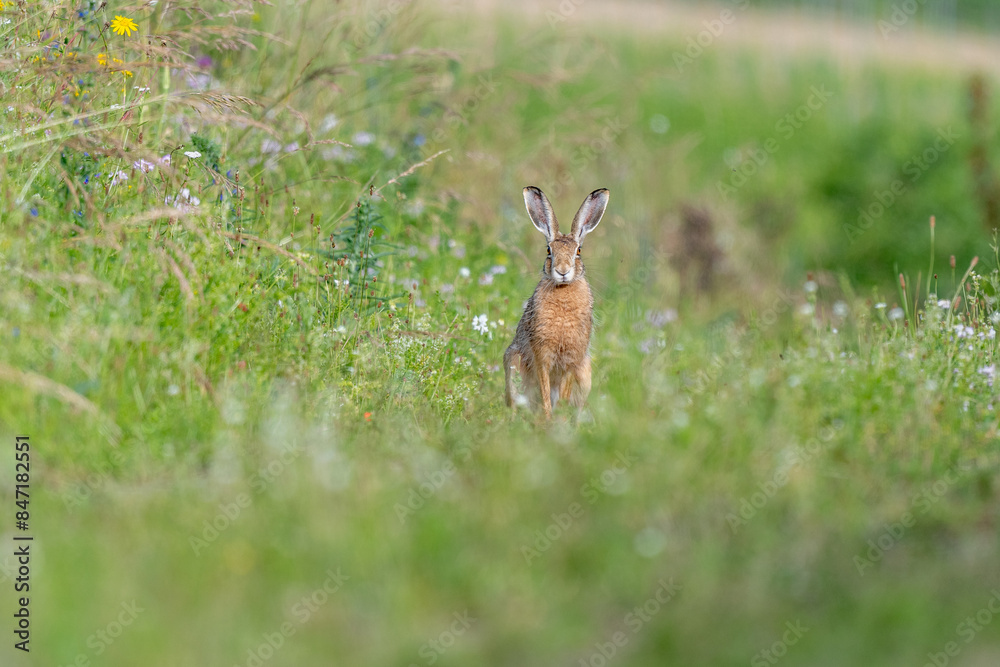 European hare (Lepus europaeus) Brown hare sitting on the ground observing the surroundings in a meadow European hare (Lepus europaeus) Brown hare sitting on the ground observing the surroundings in a meadow