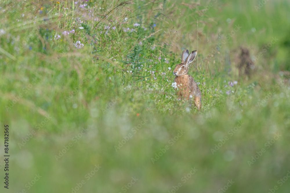 European hare (Lepus europaeus) Brown hare sitting on the ground observing the surroundings in a meadow European hare (Lepus europaeus) Brown hare sitting on the ground observing the surroundings in a meadow
