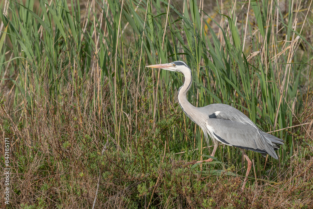 Gray heron (Ardea cinerea) moving through the reeds at the edge of a pond. Gray heron (Ardea cinerea) moving through the reeds at the edge of a pond.