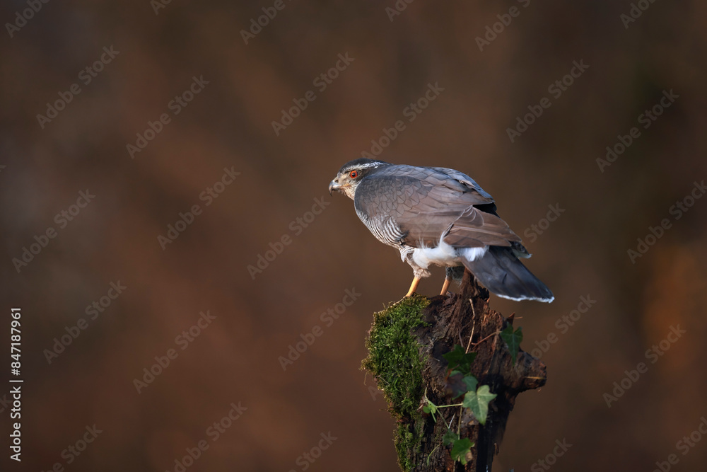 Fototapeta premium Northern Goshawk perched on a branch in a field.