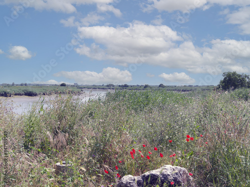 Landscape in Charente-Maritime. Wild marsh and wetlands on the banks of the Charente between Echillais and Rochefort
 photo