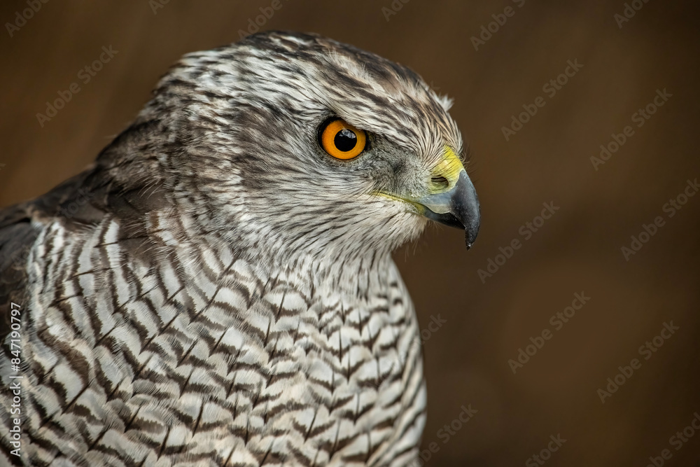 closeup shot of a Northern Goshawk. closeup shot of a Northern Goshawk.