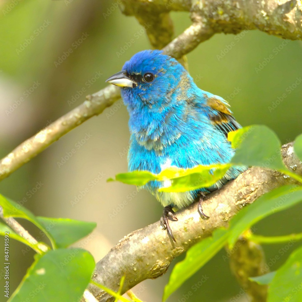 Obraz premium Vibrant Indigo Bunting perched on a tree branch surrounded by green leaves.