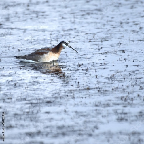 фотографія Close-up of a Wilson's Phalarope wading in shallow water, showcasing its plumage and reflection