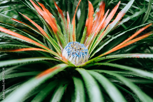 Vibrant Tropical Plant Close-Up