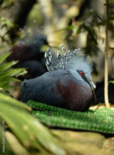 Victoria Crowned Pigeon on Grass photo