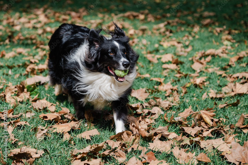 Border Collie running with a ball Border Collie running with a ball