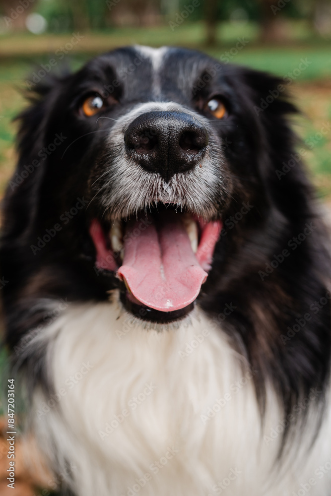 Border Collie nose Border Collie nose