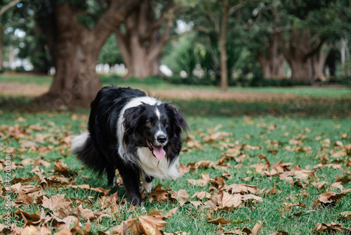 Wallpaper Mural Border Collie walking in a stalking like manner Torontodigital.ca