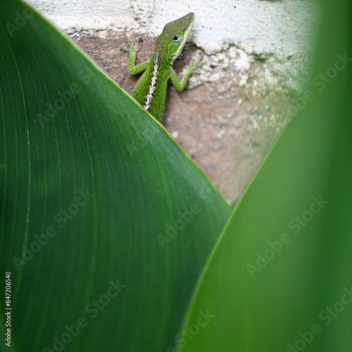 A Green Lizard Behind A Green Leaf