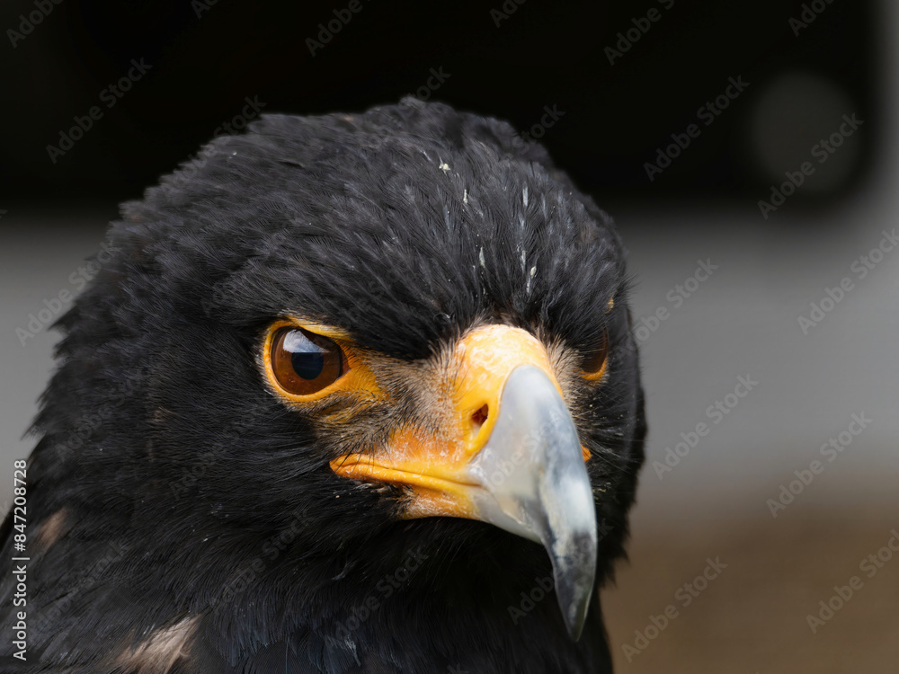 Fototapeta premium Closeup of a Verreaux's Eagle - Aquila verreauxii.