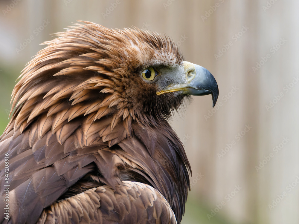 Portrait of a majestic Golden Eagle Aquila chrysalis. Majestic hawk icon, with its sharp profile and intense gaze, symbolizing vision, focus, and determination. Portrait of a majestic Golden Eagle Aquila chrysalis. Majestic hawk icon, with its sharp profile and intense gaze, symbolizing vision, focus, and determination.