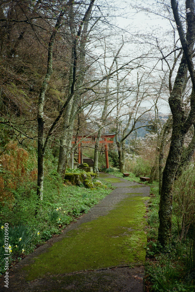 Torii gate in the nature in Japan Torii gate in the nature in Japan