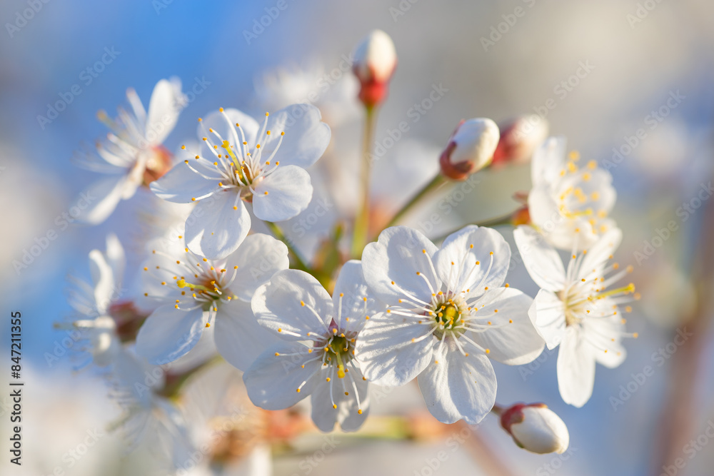 spring, cherry branch with flowers spring, cherry branch with flowers