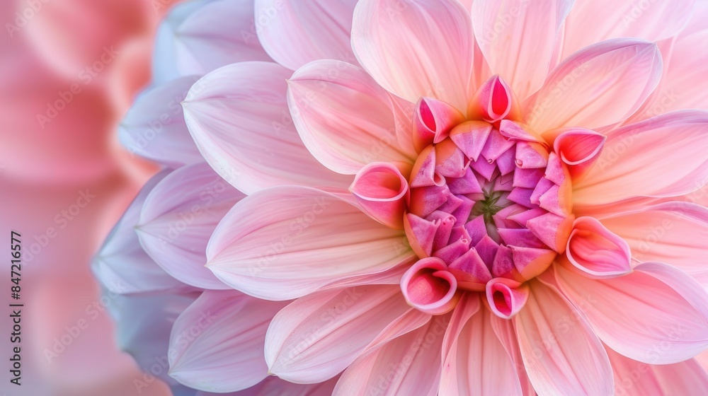 Macro photograph of a lovely pink dahlia bloom Macro photograph of a lovely pink dahlia bloom
