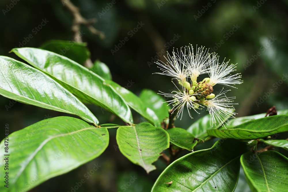 Dwarf Machete Ice Cream Bean (Inga spectabilis) Dwarf Machete Ice Cream Bean (Inga spectabilis)