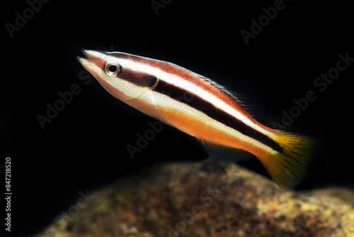 Yellowtail tubelip Wrasse (Diproctacanthus xanthurus)