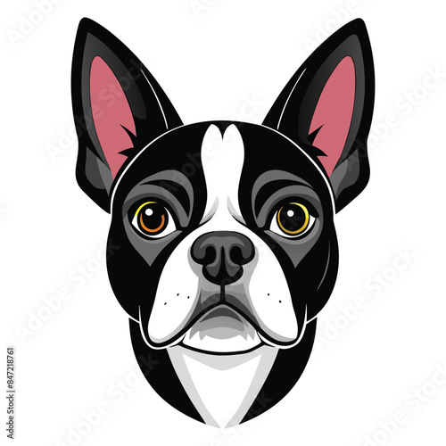 Vector illustration of a Boston Terrier dog head portrait with detailed features and expressive eyes, perfect for pet lovers, design projects, and merchandise photo