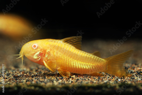 Albino Gold Laser Corydoras catfish photo