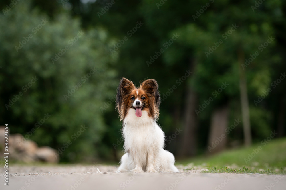 papillon dog breed portrait in the park papillon dog breed portrait in the park
