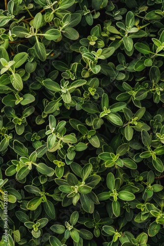 Thyme texture background, thymus leaf banner, Thymus vulgaris pattern, fresh herbal leaves banner