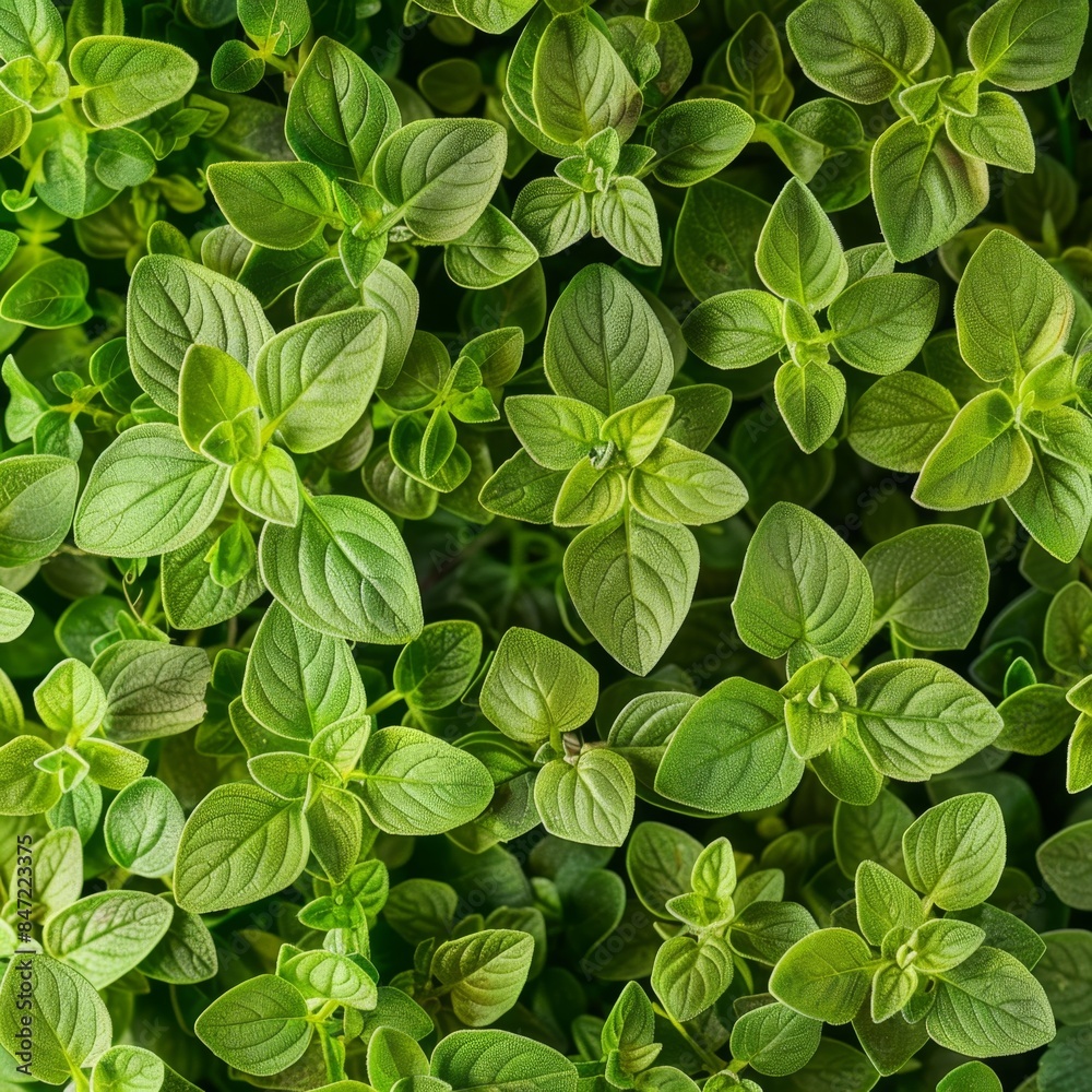 Oregano texture background, origanum vulgare green leaves pattern, wild marjoram banner, sweet marjoram