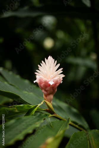 Wallpaper Mural spiral ginge Torontodigital.ca
