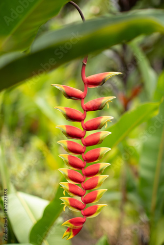 Wallpaper Mural Lobster claw flower Torontodigital.ca