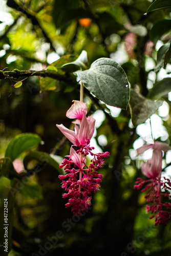 Wallpaper Mural Philippine orchid Torontodigital.ca