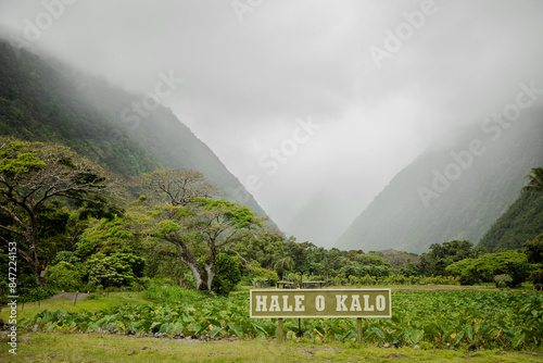 Wallpaper Mural Ube farm in Waipio Valley Torontodigital.ca