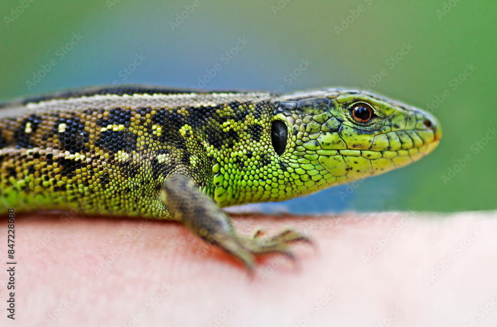 Naklejka premium Lizard.