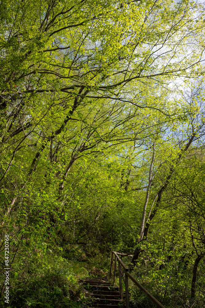 Green leaves against the blue sky under the sun. Summer forest landscape. Green leaves against the blue sky under the sun. Summer forest landscape.