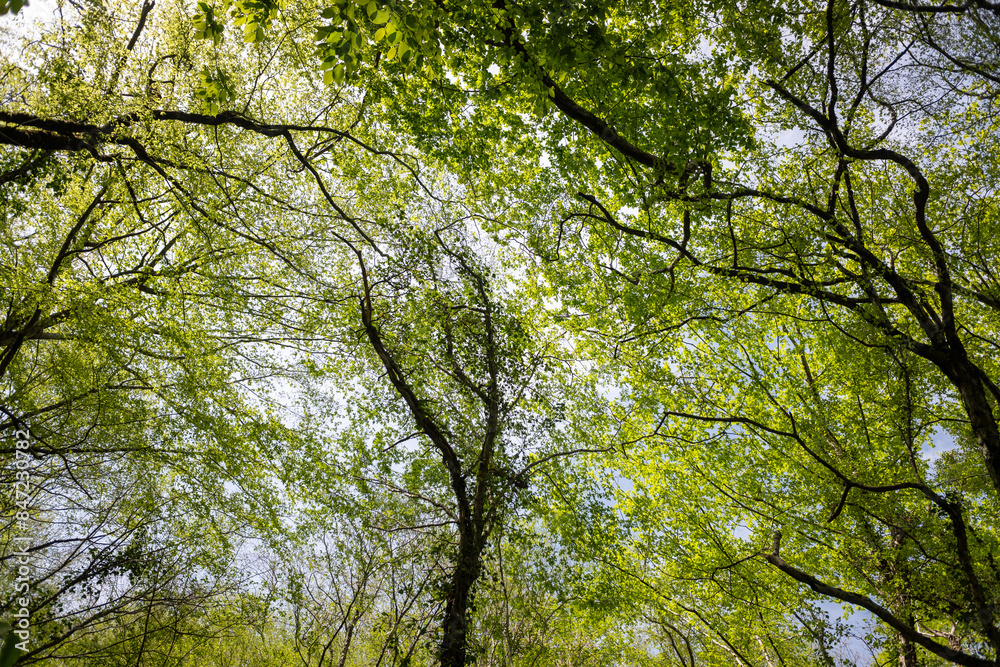 Green leaves against the blue sky under the sun. Summer forest landscape. Green leaves against the blue sky under the sun. Summer forest landscape.