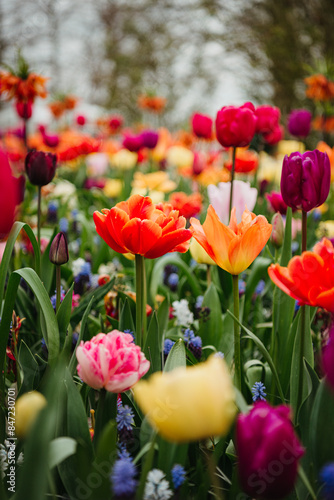 Colorful tulip bloom in Dutch outdoor garden photo