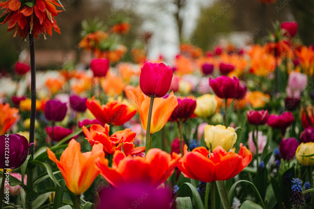 Colorful tulips with soft-focus background Colorful tulips with soft-focus background
