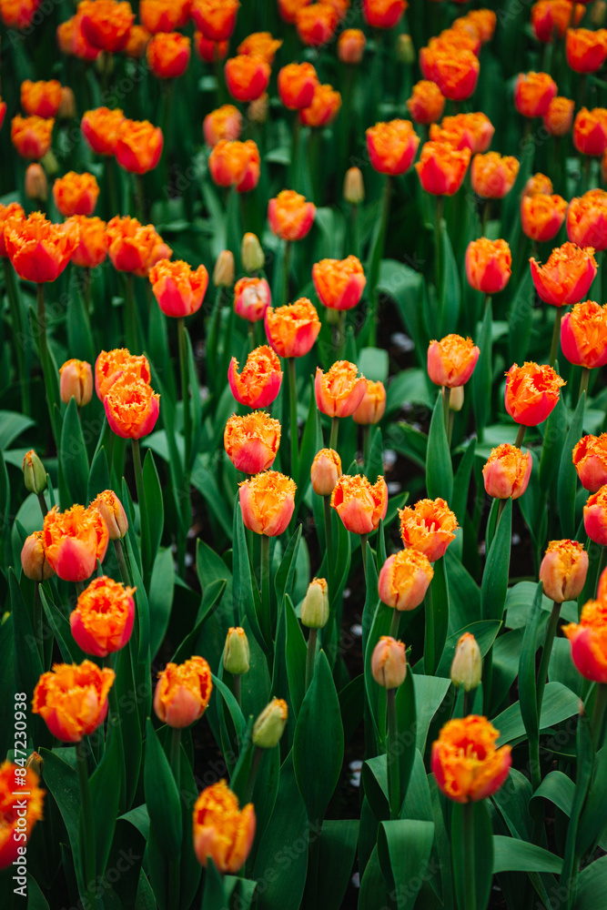 Vibrant orange tulips 'Ogene' in garden bed Vibrant orange tulips 'Ogene' in garden bed