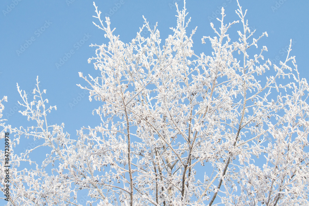 Tree branches covered with white frost against a blue sky. Tree branches covered with white frost against a blue sky.