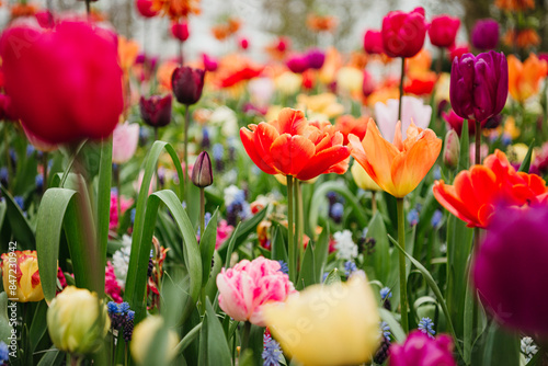 Vibrant tulips in a Dutch spring garden bed