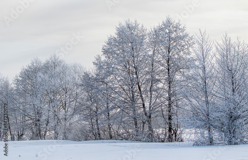 Snow-covered trees, winter landscape. Trees Natural background.