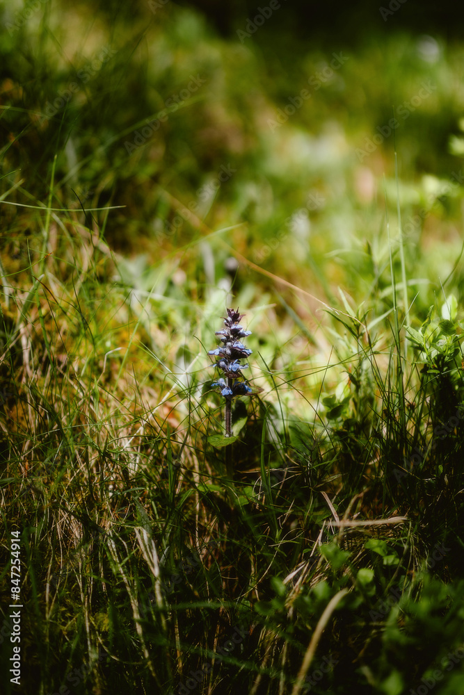 Fototapeta premium flower in the forest